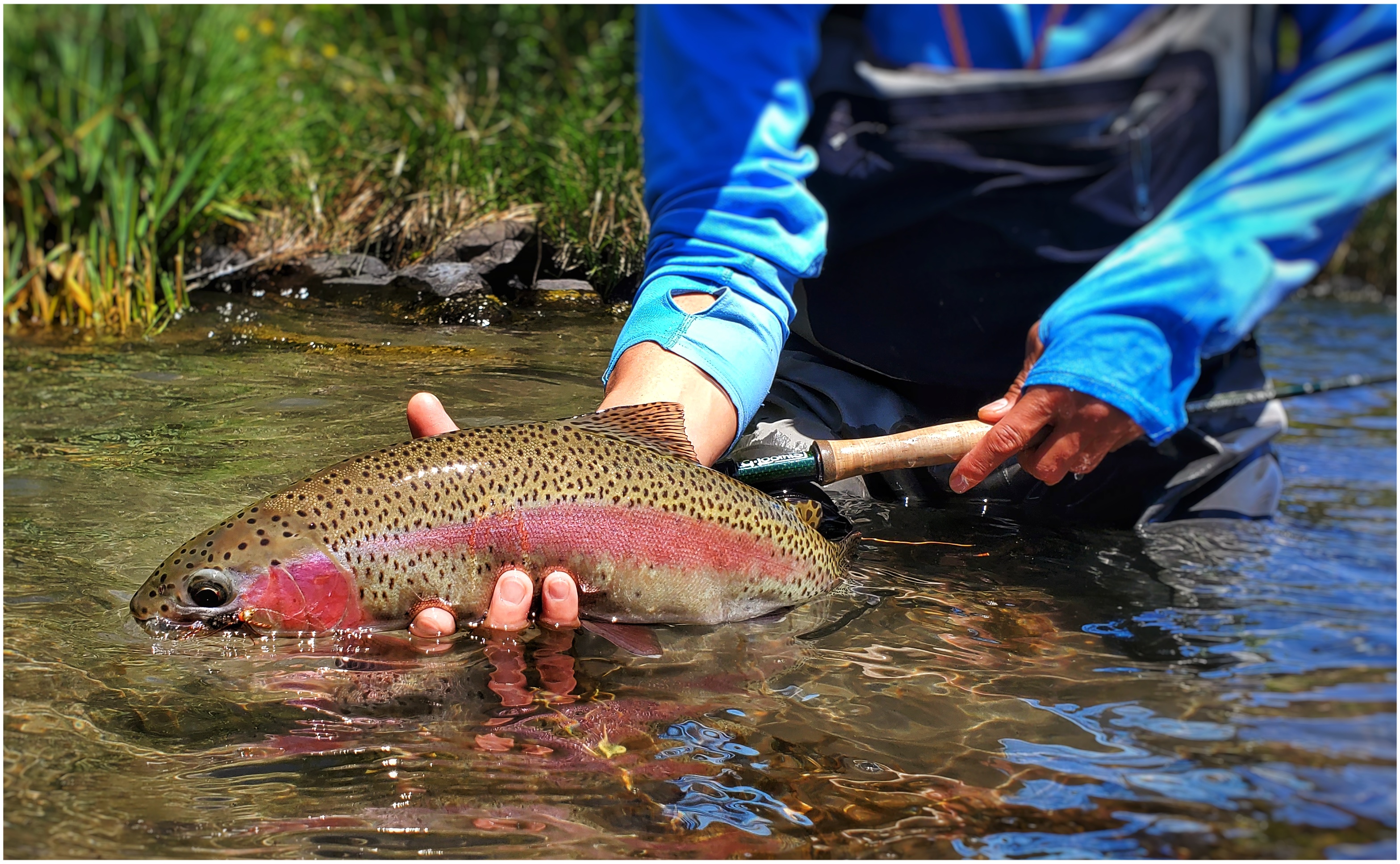 Rainbow Trout Fishing Yeti Rambler - Wind River Outpost