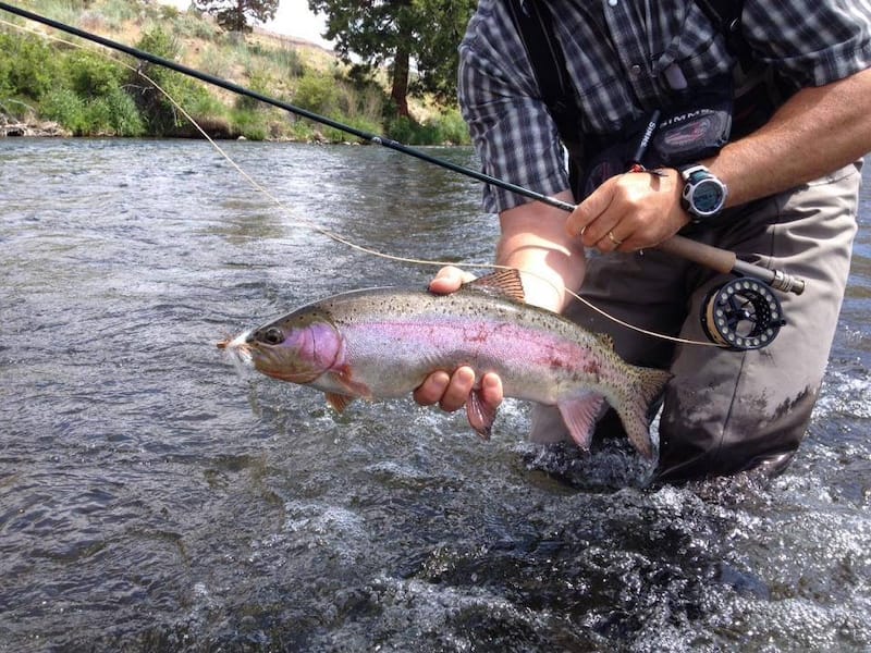 STEELHEAD OUTFITTERS RAINBOW TROUT DAY TRIP PIC