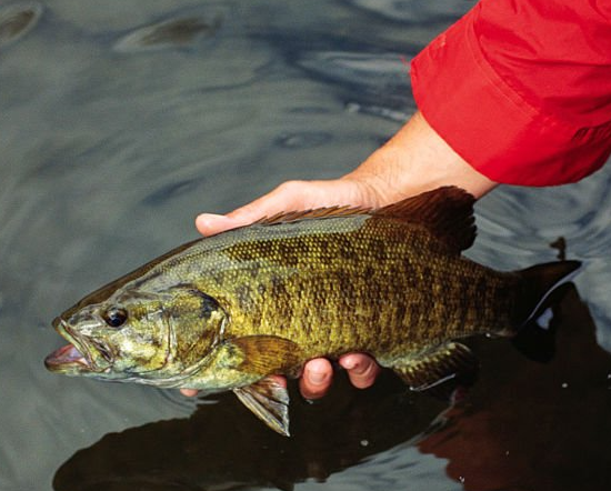 STEELHEAD OUTFITTERS JOHN DAY SMALLMOUTH BASS