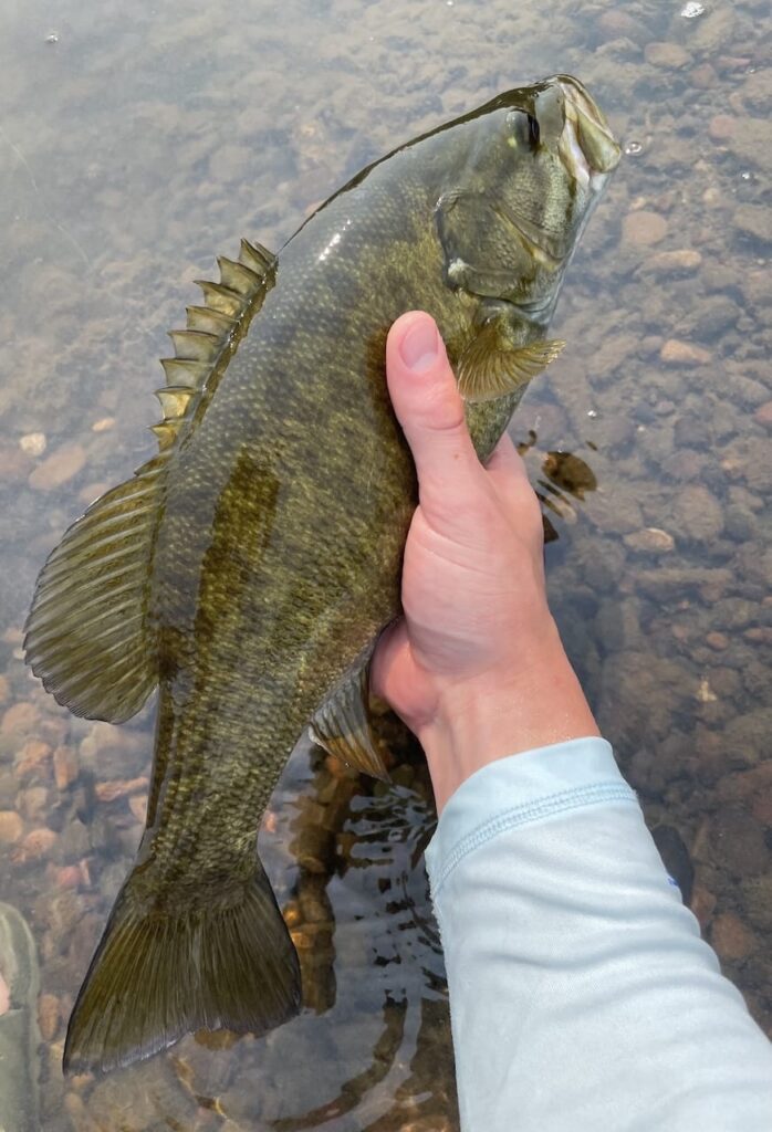 John Day River Smallmouth